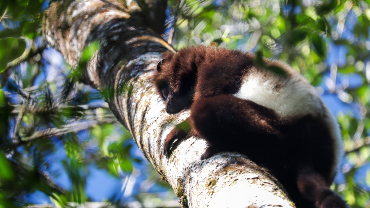 An exciting day exploring the beautiful flora and fauna of Ranamafana National Park!
Sooo much to see and enjoy!
#lemurs #Madagascar #Ranamafana
<a href="/ParksMadagascar/">Parks-Madagascar</a> <a href="/ScoutsScotland/">Scouts Scotland</a> <a href="/CroixDu_Sud/">Croix Du Sud Discovery 🇲🇬</a> @FoibeTily