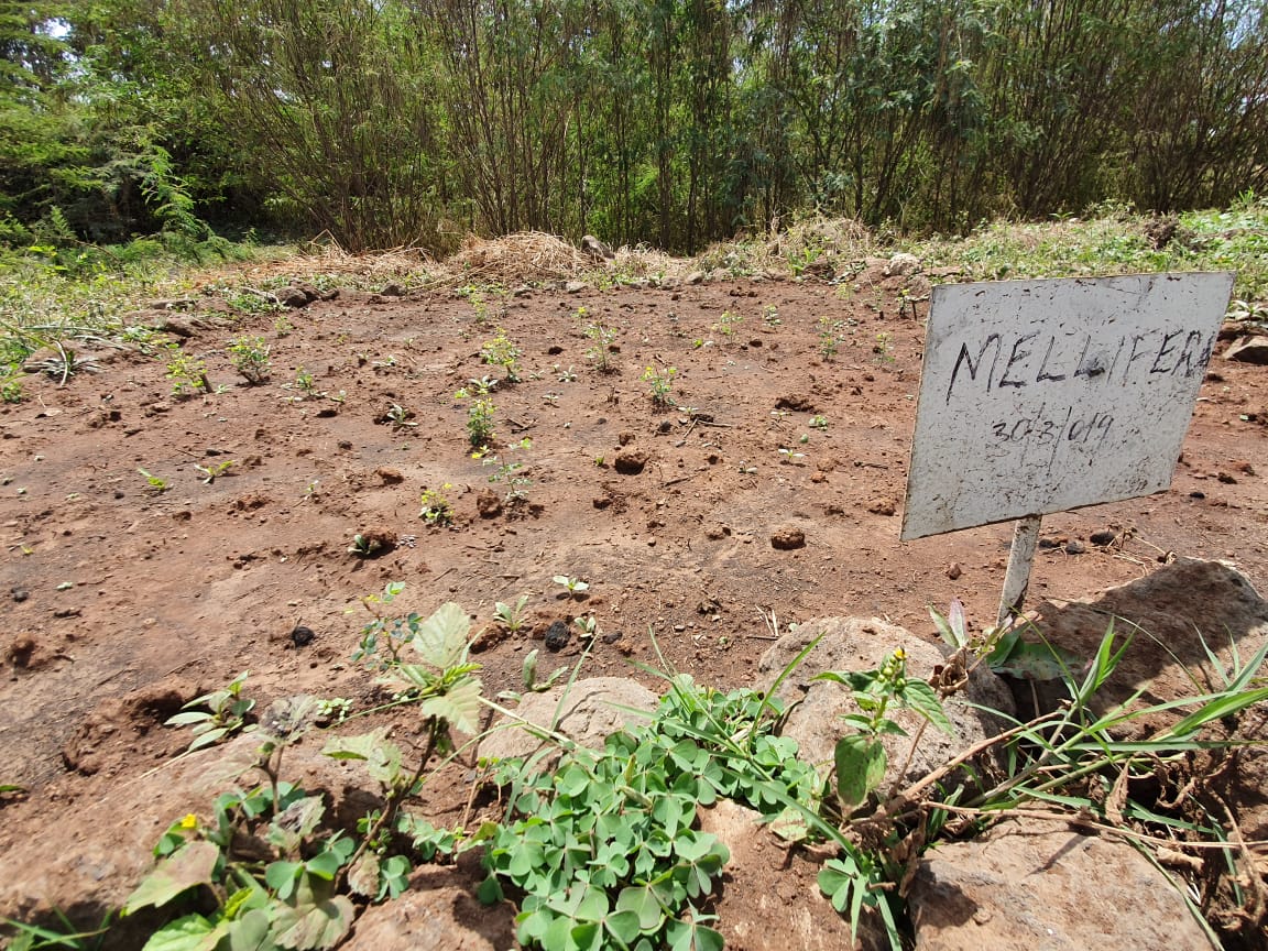 cookswelljikos's tweet photo. @JimNjuguna1 @UNEnvironment @UNBiodiversity @HappyCommunityF @UNDPKenya @ResilienceKenya @apimondia @PaulHodgesTrust Hi James - are you around this week? Please dm your number for wassap - I have some excellent #beeforage #seedballs for you :) https://t.co/jB8j8EbGVo