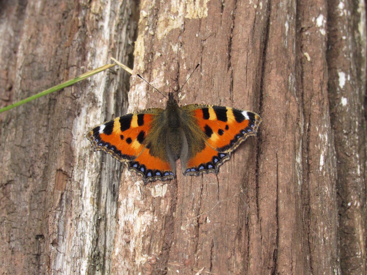 M4Joe's tweet photo. Bit of #butterfly spotting in the garden over the weekend, plenty of these #smalltortoiseshell around along with the impossible to photo Marbled white! 🦋☀️@DevonWildlife https://t.co/jcO8jvuaWg