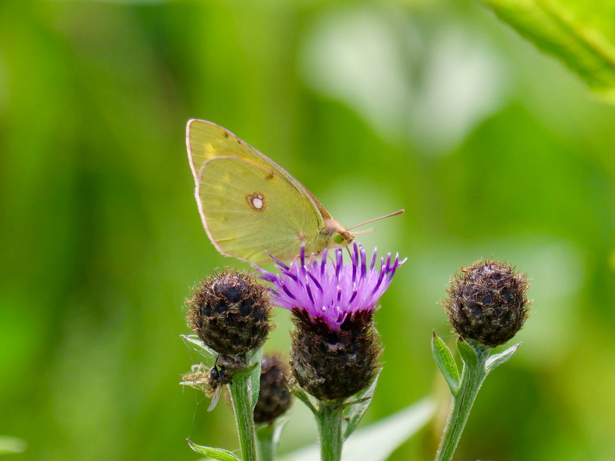 Chris Park tweet media