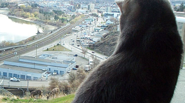 smalltownbc's tweet photo. While usually good-intentioned, sometimes we have to keep an eye on our neighbours when they visit. #smalltownBC #Kamloops #yka
https://t.co/pv4bIE7V6Q https://t.co/3yEMeTGA9p