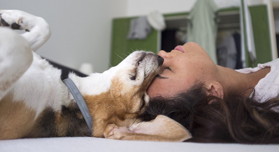 De Perros tweet media