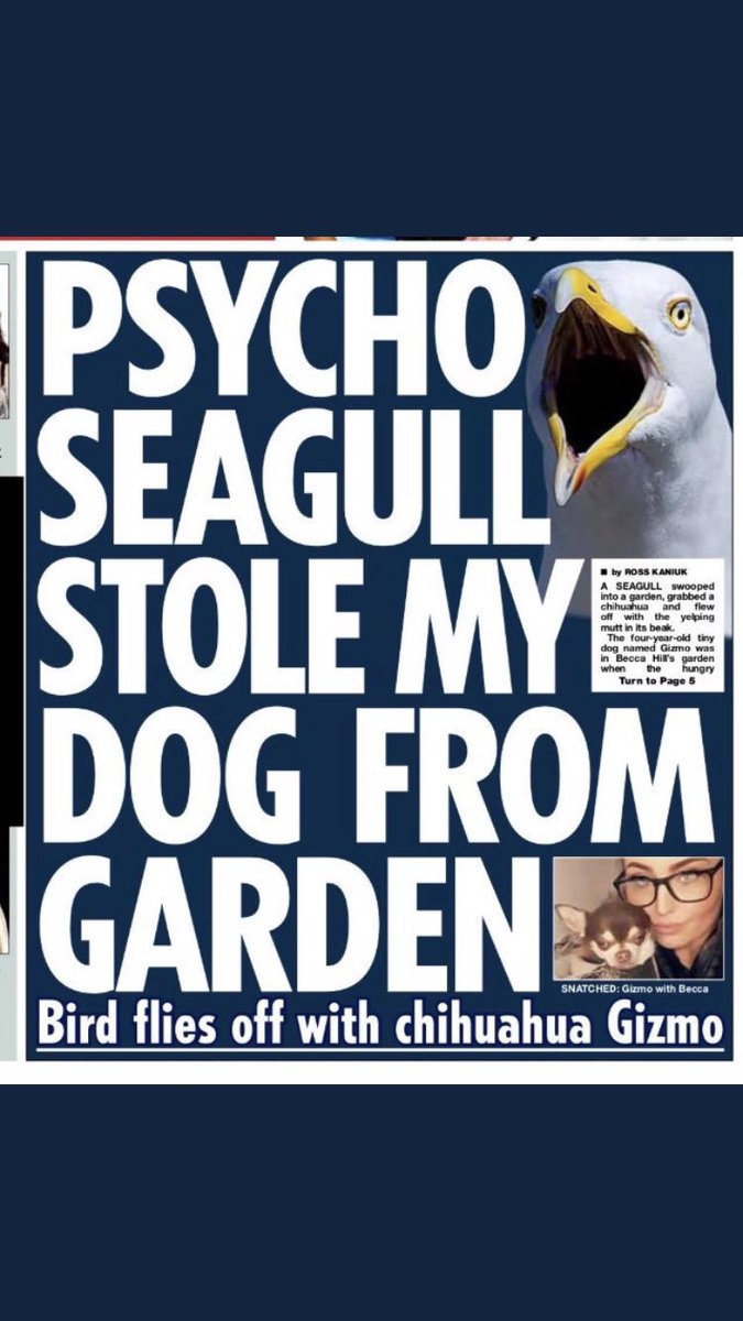 MafiaSeagull's tweet photo. Say no more. Watch out humans...you’re next #conspiracy #seagulls https://t.co/lBUgRWzoJd