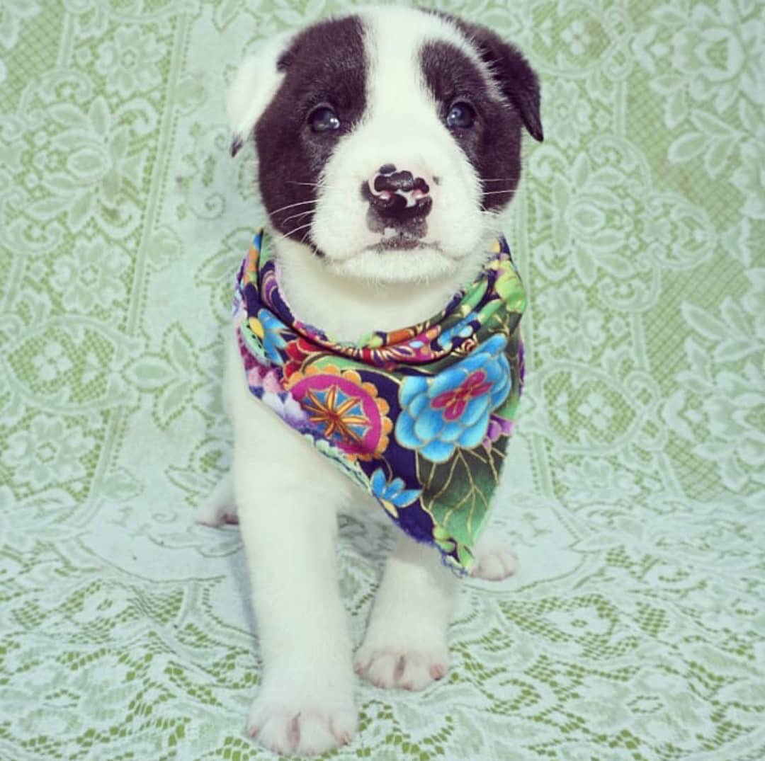 My internship through <a href="/WSUHumClinic/">WSUHumanitiesClinic</a> paired me with my new favorite #Detroit nonprofit, Rebel Dogs Detroit. 😍 New to Twitter, looking for followers, foster humans, and adopters! Follow <a href="/RebelDogDetroit/">Rebel Dogs Detroit</a> for cute snoots and updates on their #adoptable puppers!
