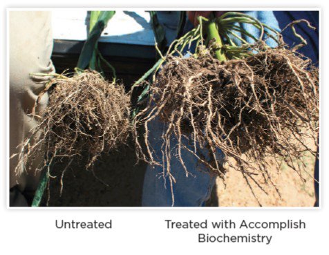 AgricenCo's tweet image. Accomplish LM, Extract PBA, and Titan XC contain concentrated #biochemistry that helps growers increase #nutrientavailability to their #crop, enhance #rootgrowth, and improve  #plantperformance. But, what exactly is biochemistry? Learn more: agricen.ag/2Y2xrEh