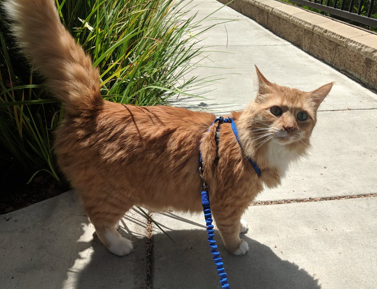 AslanVondran's tweet photo. <Look who is fully healed physically and emotionally!! Medicine for life, but no cancer and I'm not afraid of leaving the house anymore!! 💕> https://t.co/Yy9Lvph3xO