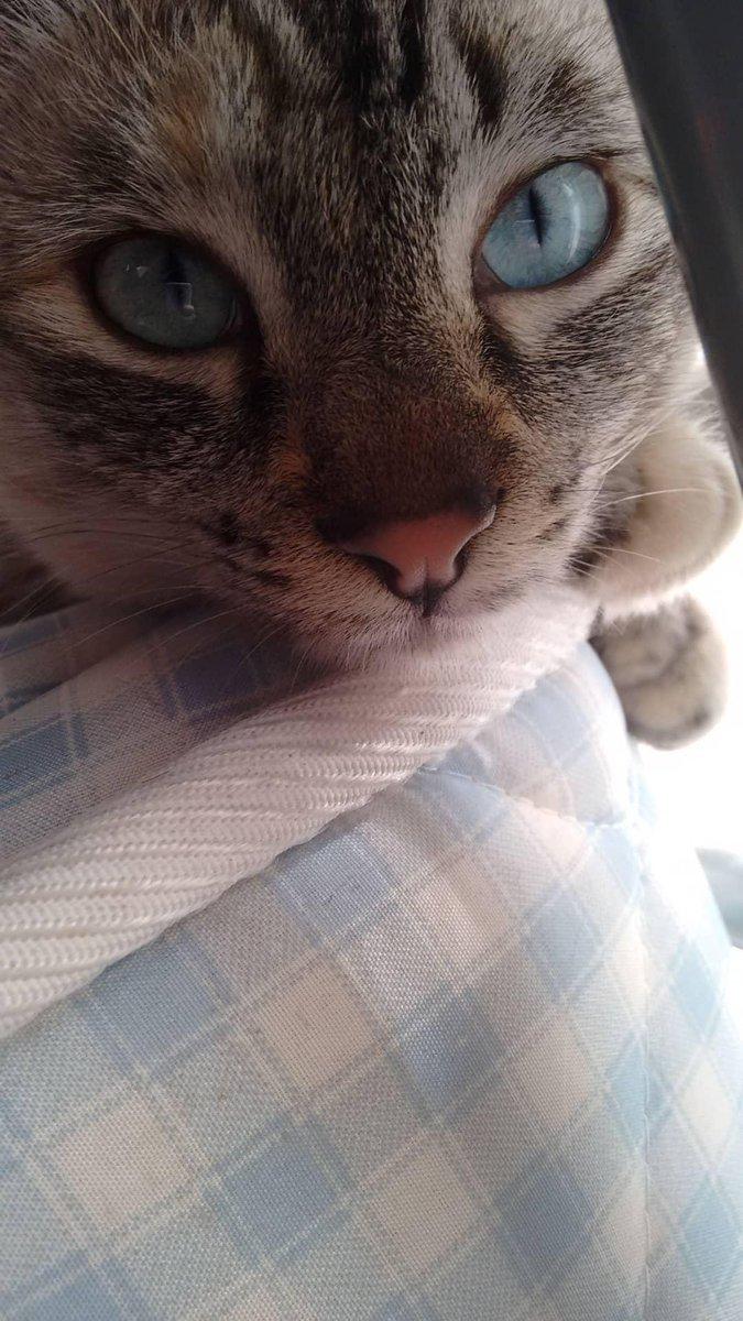 SourKylo's tweet photo. consuela es saber que ya no lo está sufriendo. Descansa en paz, eres la mejor gata que he tenido la suerte de conocer. Te adoramos y te echamos de menos. Buenas noches ángel. https://t.co/QROmpgtVef
