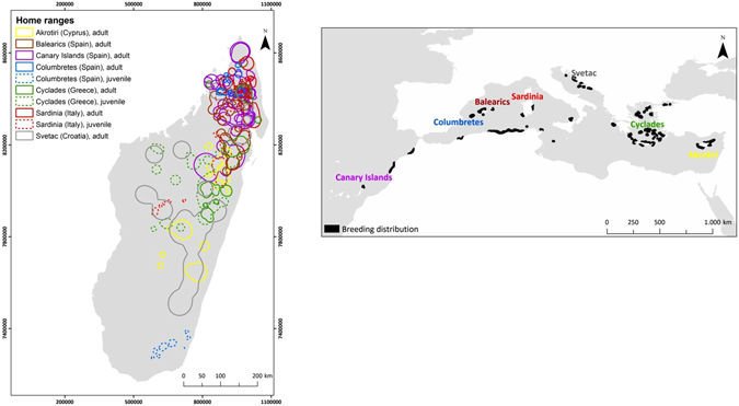 Despite their broad and patchy breeding distribution, all Eleonora's Falcons migrate to northern  #Madagascar. This was shown beautifully by Christina Kassara who pooled tracking data from all across the breeding range.Full paper:  https://www.nature.com/articles/s41598-017-08753-w #EF2019 [4/n]