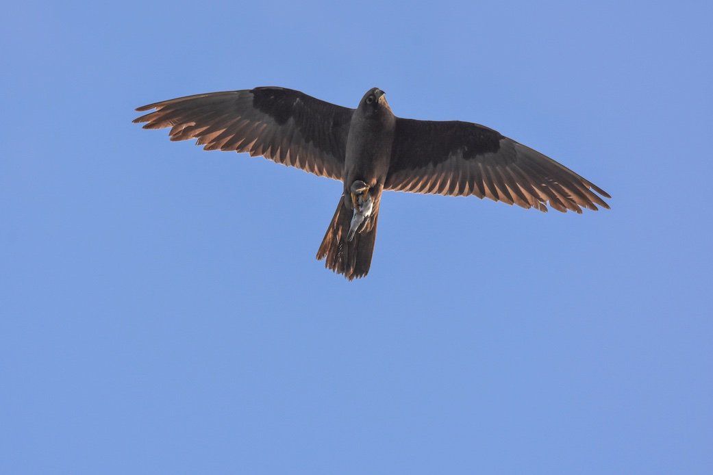 Songbirds usually migrate at night to avoid predators. But many are still out at sea by dawn, making them easy targets for hungry falcons. Eleonora's Falcons have organised their entire annual cycle in order to exploit this massive seasonal food bonanza.  #EF2019 [9/n]