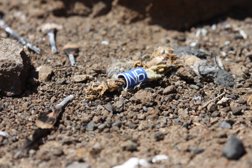 So it seems the falcons can breed on  #CanaryIslands bc NE trade winds provide a reliable supply of migrant songbird prey. However, some yrs winds don't blow for several days and females start cannibalising each other's chicks, so that the breeding season is lost.  #EF2019 [11/n]