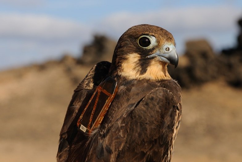 These boom-bust dynamics, controlled by climate-dependent winds, are a topic of major interest in the project, and also one of the reasons we track hunting behaviour of adult falcons with  #UvABiTS GPS-trackers from  @IBED_UvA.  #EF2019 [12/n]