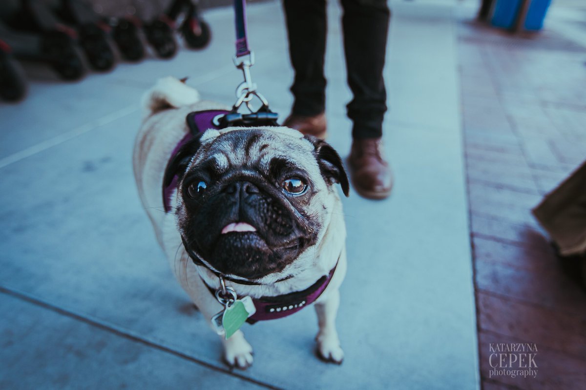 ShawnJamesMusic's tweet photo. @impegthepug ๐โโ๏ธ๐
#theREALstarOfTheShow #PugTour2019 #IDontThinkYouReady #ForThisJelly ๐ธ: @katarzynacepek https://t.co/PFi0kPM8sU