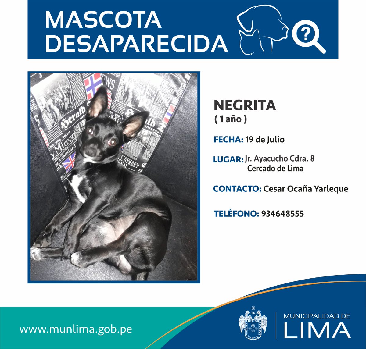 LimaSeguraMML's tweet photo. #CanExtraviado Ayúdanos a difundir esta información. Hagamos que Negrita pueda volver con su familia. https://t.co/RAe01icAp7