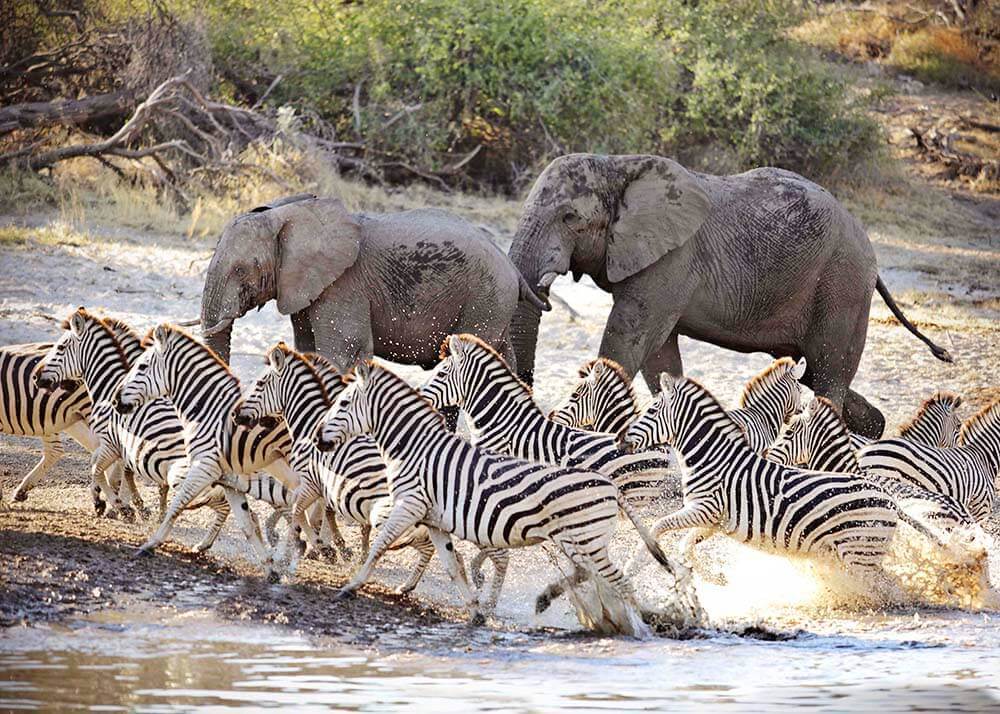 Бурунди ботсвана прогноз. Национальный охотничий заповедник Сентрал-Калахари. Центрально-Калахарский резерват в Ботсване. Национальный парк Чобе Ботсвана. Национальный парк Сентрал Калахари в Африке.