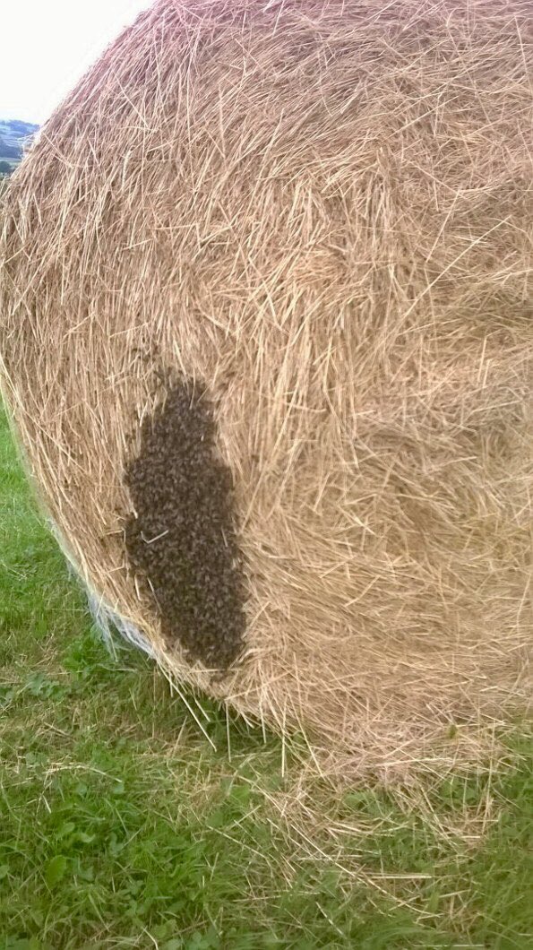 Last bale in the field staying a bit longer as it’s a hive of activity #weareenhancingtheenvironment