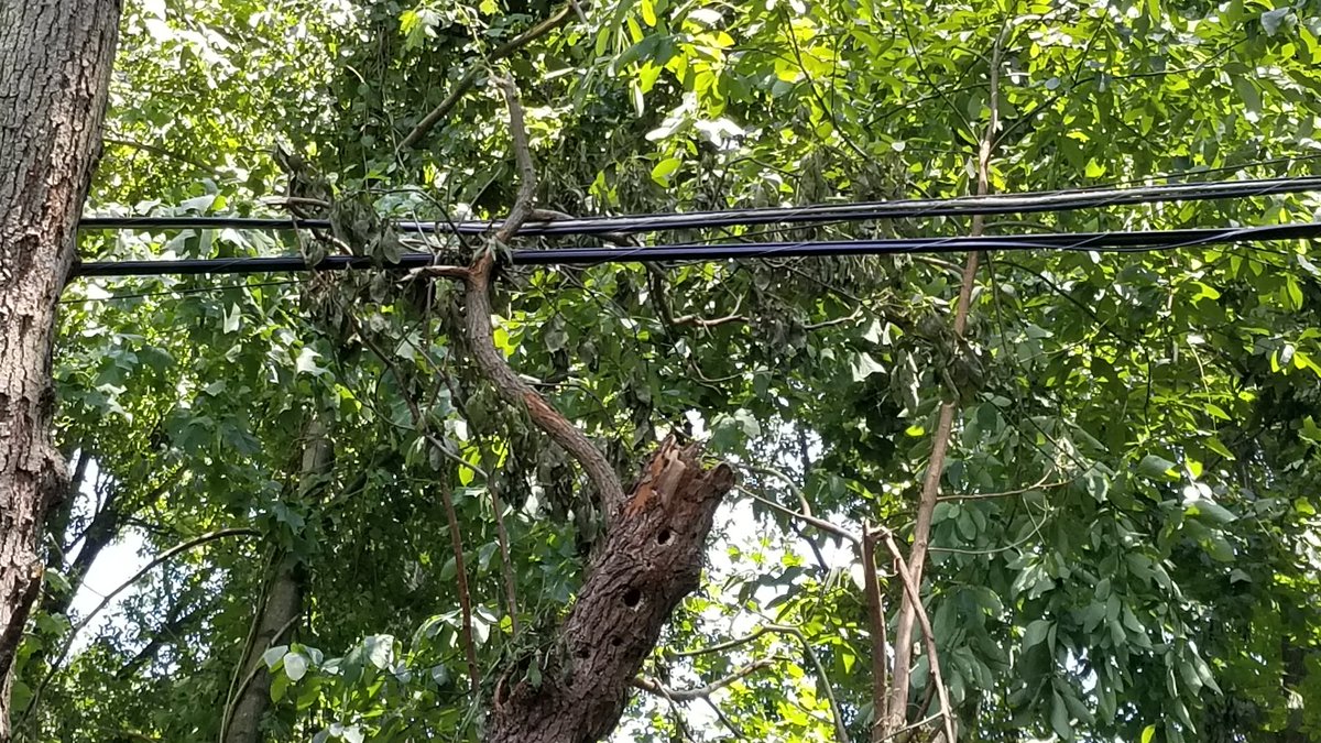 baltimorestyle's tweet photo. Fire in trees after 7/17/19 storm!! Wires in tree line behind house sparked when power restored. Tree debris caught fire &amp; @LGVFC came. On 7/20 @verizonfios service call, but not running lines until @MyBGE clears trees. 7/21 fires again! 7/22 finger pointing from both companies. https://t.co/NNZHcJbGAY