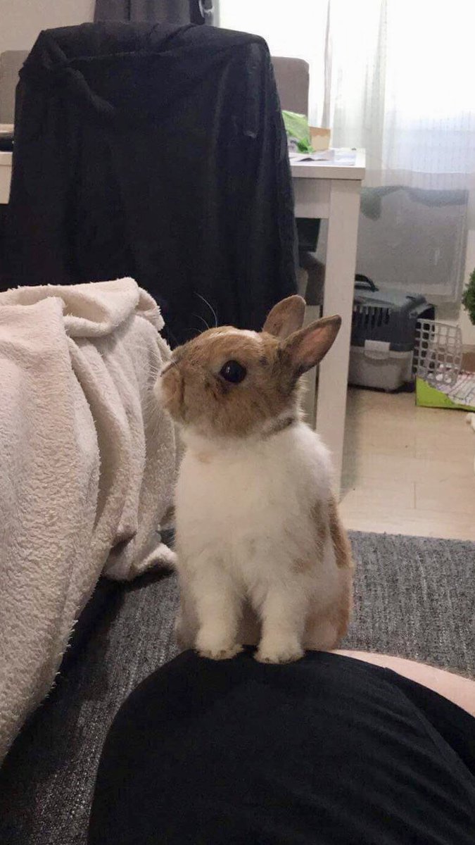 Repose en paix mon petit prince, merci pour toutes ces années de bonheur ❤️