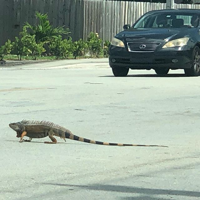 HardingMissions's tweet image. Well that just happened... 🐉 #howtotrainyourdragon #roadguardpost #herelizardlizardlizard ift.tt/2YjqzXa