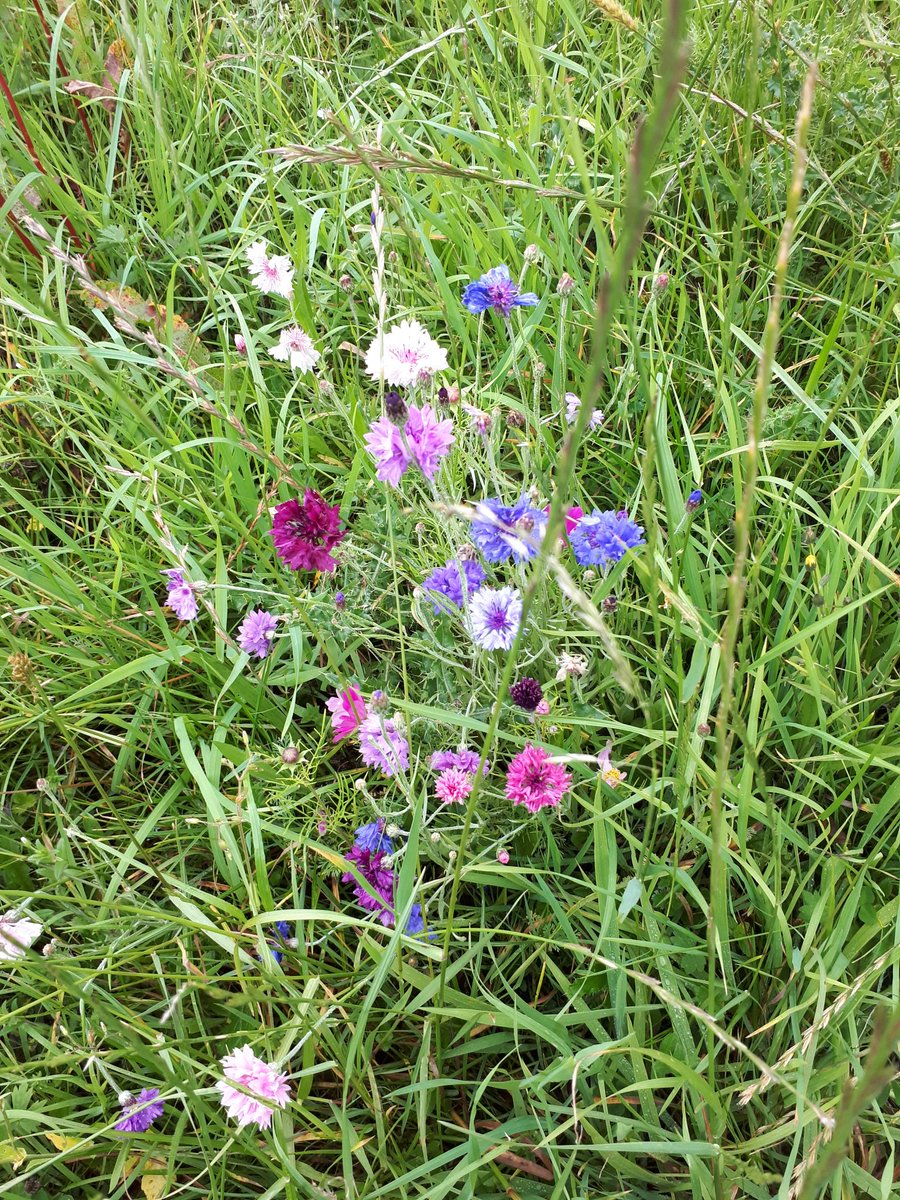 Wildflowers available from 0868128129