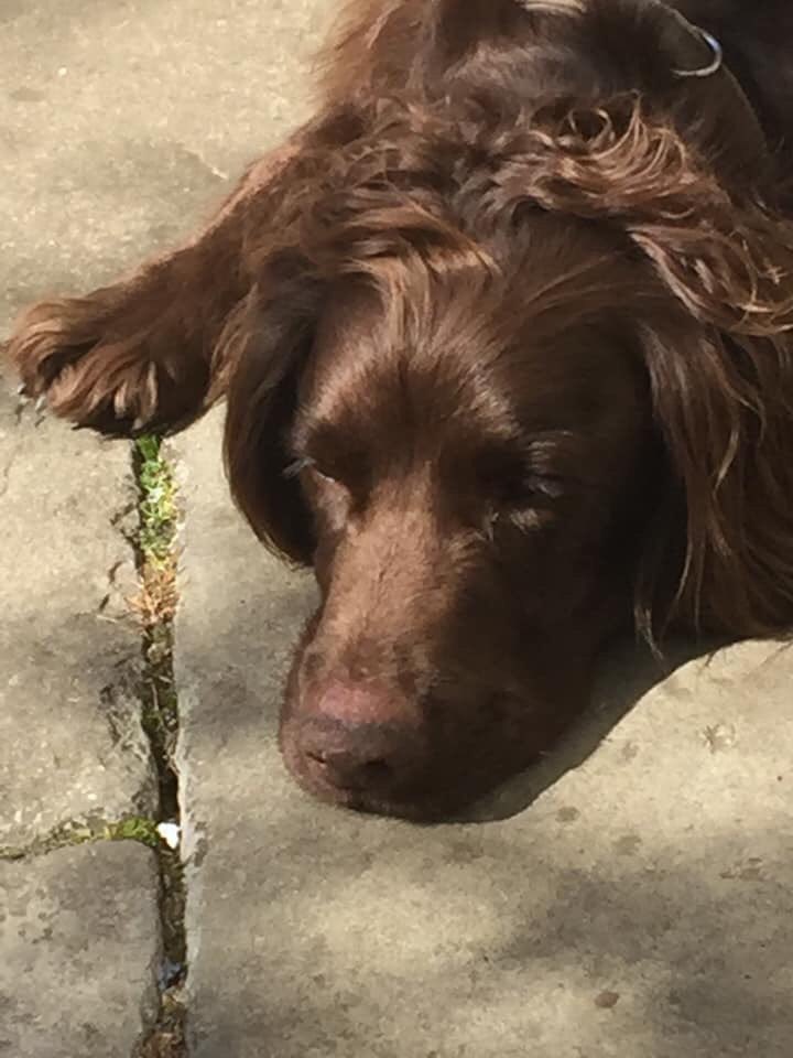 rosieDoc2's tweet photo. MISSING!!#ESSEX area
Brown #sprocker called Barney over #Waldingfield #airfield!
Been missing for 3 hours please call me on 07837001915 if you see him!
https://t.co/GDXGgMobEY https://t.co/6dYATGKxCw
