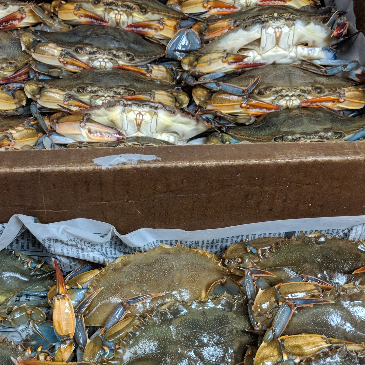 Softshell crabs Wednesday night.
First come first served !