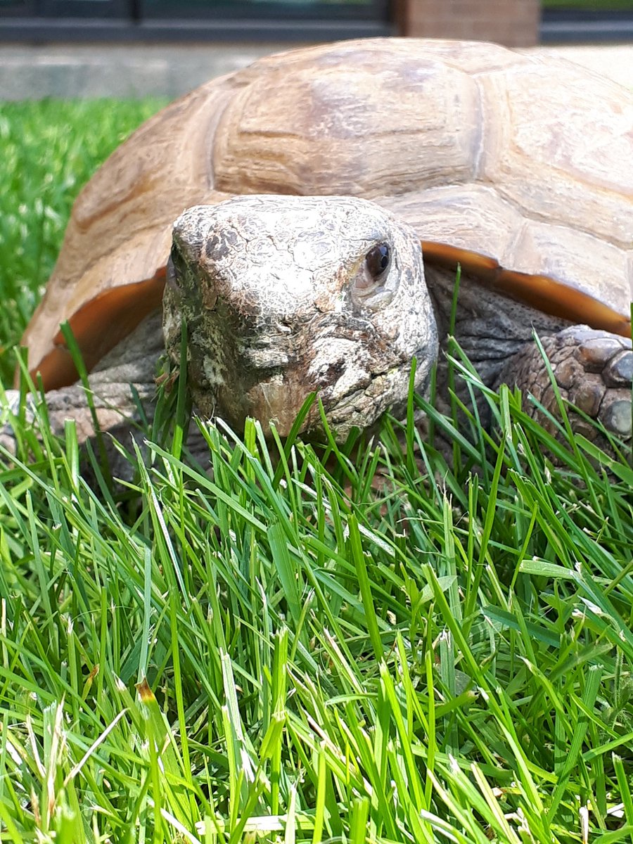 MNH_Naturalists's tweet photo. Did you know that dandelions are one of the first food sources for bees in the spring? They're also one of Gus's favourite treats! Come hang out with Gus and talk more about pollinators this coming Saturday from 10-12:30 #SneakPeak #PollenPower MD https://t.co/lbUtd0O4uV