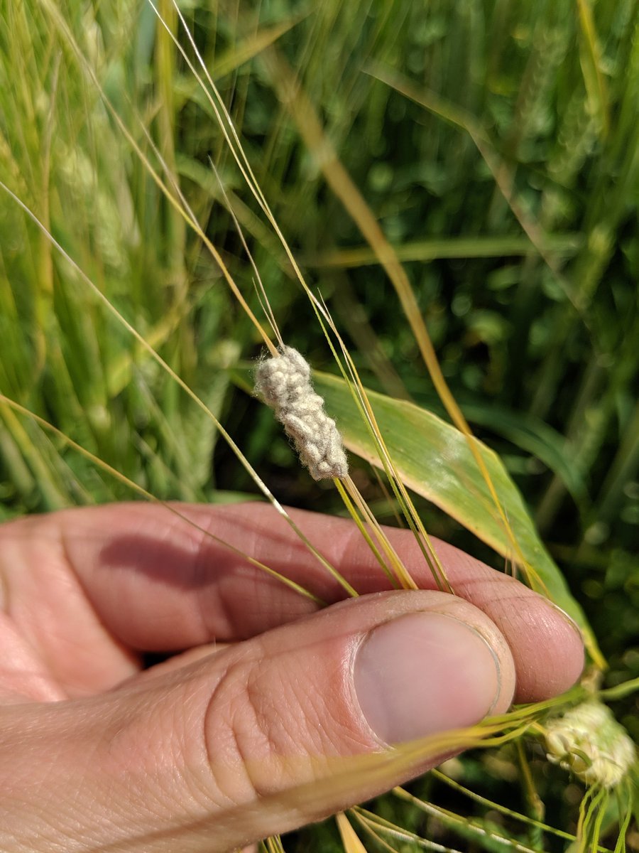 TLCourt's tweet image. Can anyone tell me what insect lays these white egg clusters? Finding them stuck to the awns of all my wheat and barley fields.