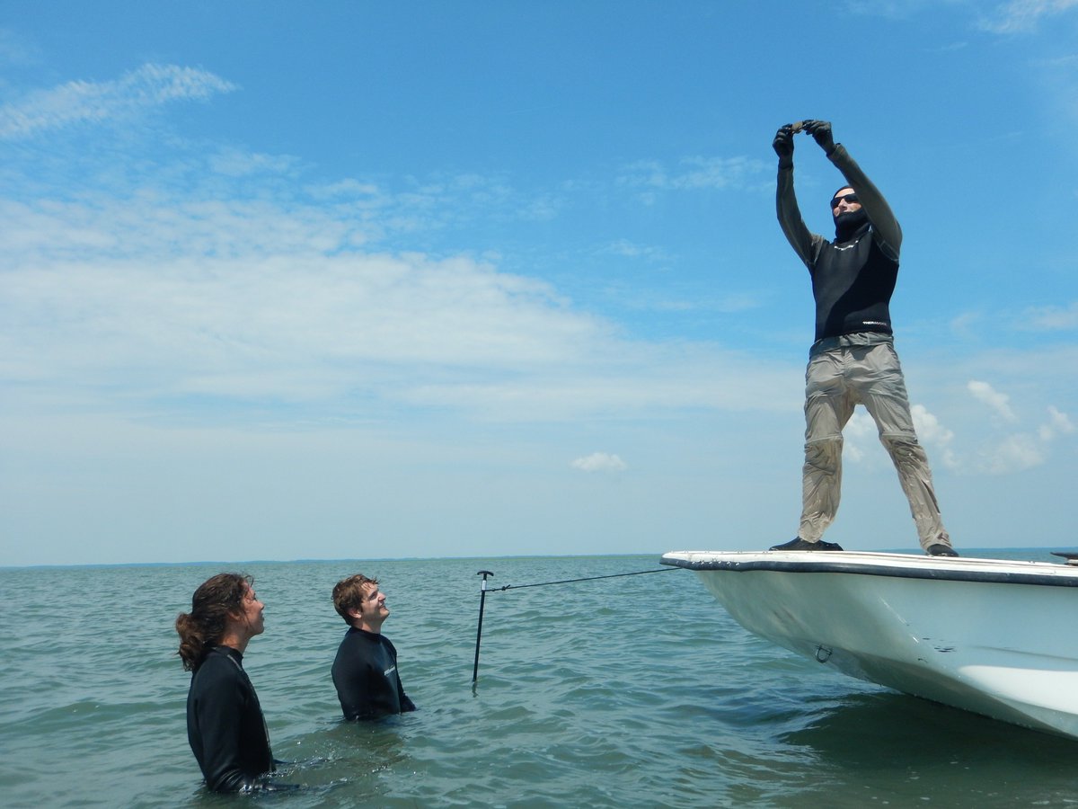 LabSav's tweet image. Searching for bay scallops means no worries for the rest of the tide 🌊#HakunaMatata #ScallopRoundUp #CanYouFeelTheScallopsToday #TheLiongKing @VIMS_News @JJpricha @AJJohnson1607 @jslefche @williamandmary
