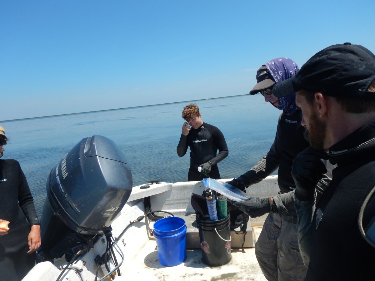 LabSav's tweet image. Searching for bay scallops means no worries for the rest of the tide 🌊#HakunaMatata #ScallopRoundUp #CanYouFeelTheScallopsToday #TheLiongKing @VIMS_News @JJpricha @AJJohnson1607 @jslefche @williamandmary
