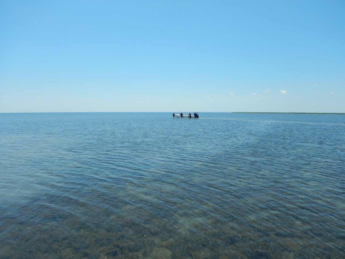 LabSav's tweet image. Searching for bay scallops means no worries for the rest of the tide 🌊#HakunaMatata #ScallopRoundUp #CanYouFeelTheScallopsToday #TheLiongKing @VIMS_News @JJpricha @AJJohnson1607 @jslefche @williamandmary