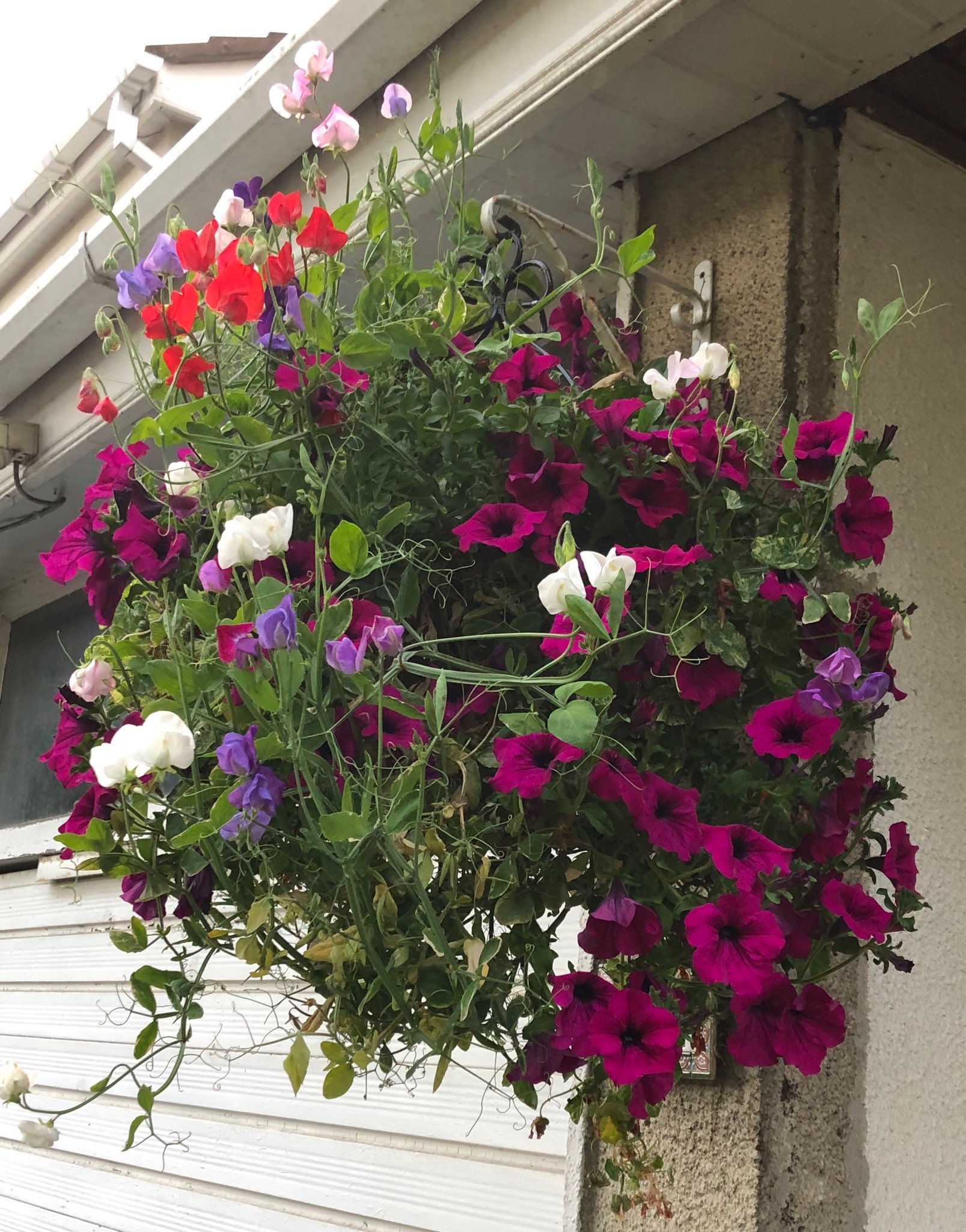 Sweet pea hanging on sale basket