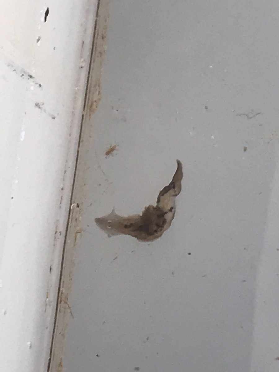 BlueThumbOK's tweet photo. Lookin at some bugs today! #benthic #macroinvertebrate #waterquality #waterbugs https://t.co/FeriEFEkDv