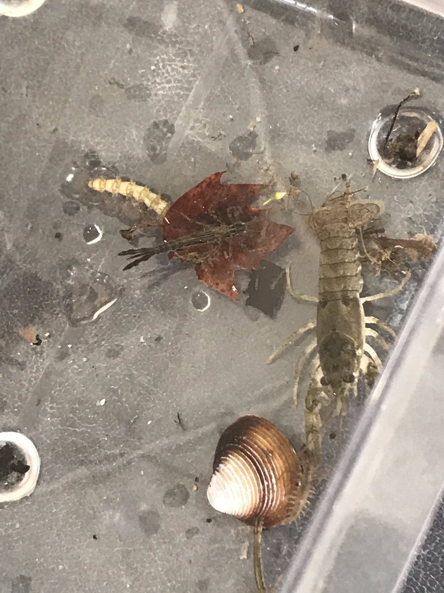 BlueThumbOK's tweet photo. Lookin at some bugs today! #benthic #macroinvertebrate #waterquality #waterbugs https://t.co/FeriEFEkDv