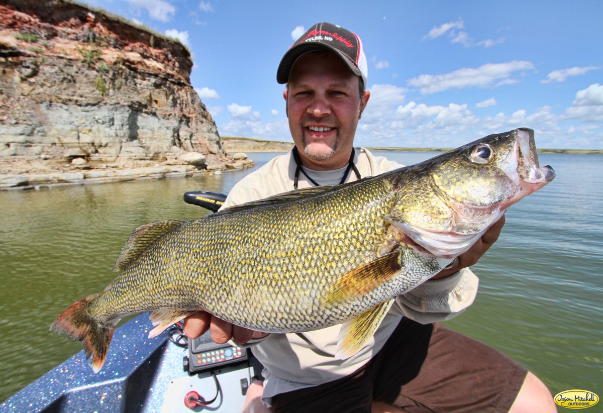 A record 11.3 million walleye fingerlings stocked in North Dakota Lakes. gf.nd.gov/news/3209 #walleye #fishing
