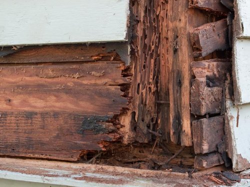 GeffroyTermite's tweet image. #TermiteServices #TermiteProblem #TermiteControl
