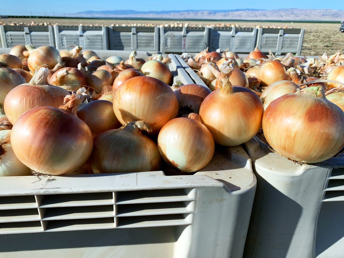 periandsons's tweet photo. Our newest batch of yellows fresh out of our fields in Firebaugh Ca.
#periandsons #onions #yellowonions #freshproduce https://t.co/gv1P9KGxum