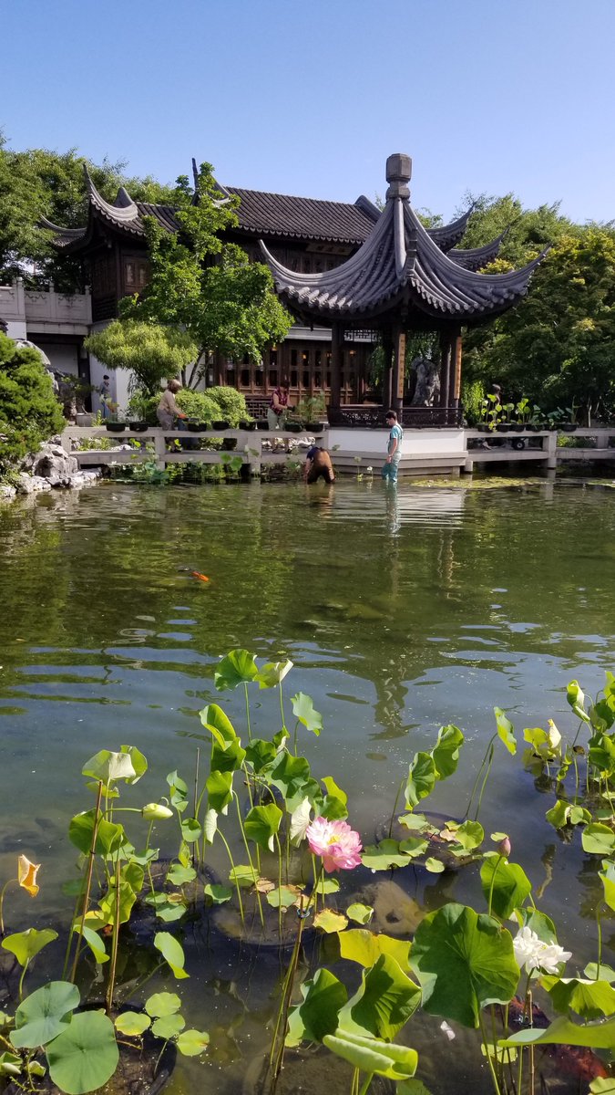 chinesegarden's tweet photo. The #lotus are in bloom! Stop by and enjoy these wonderful summer additions to Lan Su. 😍
#pdxnow #bloomalert #lansuchinesegarden https://t.co/fggqnrlXGL