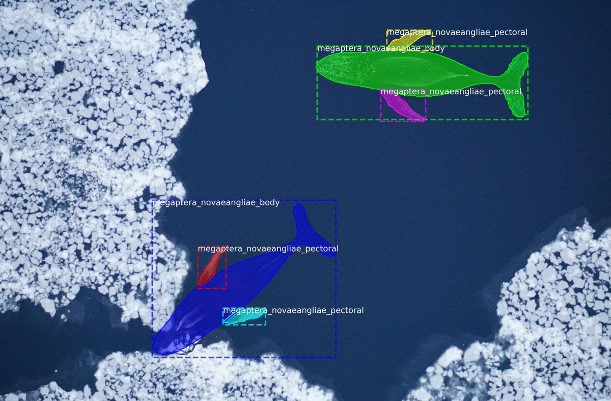 Fresh off the presses! We've got a new paper out using deep learning & drones to automatically for ID & measure whales: besjournals.onlinelibrary.wiley.com/doi/full/10.11… Awesome @MarineUAS collab with @KCBierlich, @dioptrica and others! Fully open code, data, & API available: github.com/patrickcgray/c…