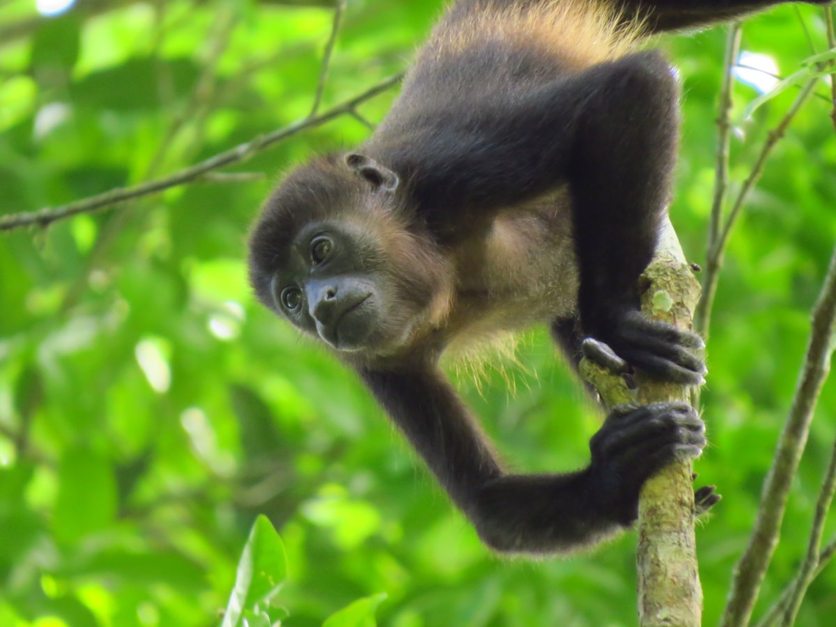 Ceiba Foundation tweet media