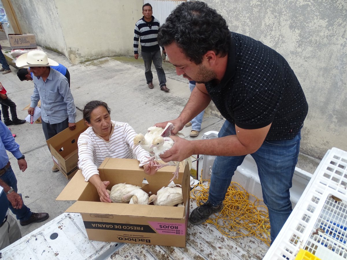 AgroindesC's tweet photo. Entrega de pavitos de doble pechuga por parte del programa #HidalgoTeNutre implementado por @gobiernohidalgo de @omarfayad, para complementar el ingreso de las familias del municipio de #Zempoala @SEDAGRO_HIDALGO @FAOMexico @Car_Muniz @ecarizpe https://t.co/BgeyXaWeEd