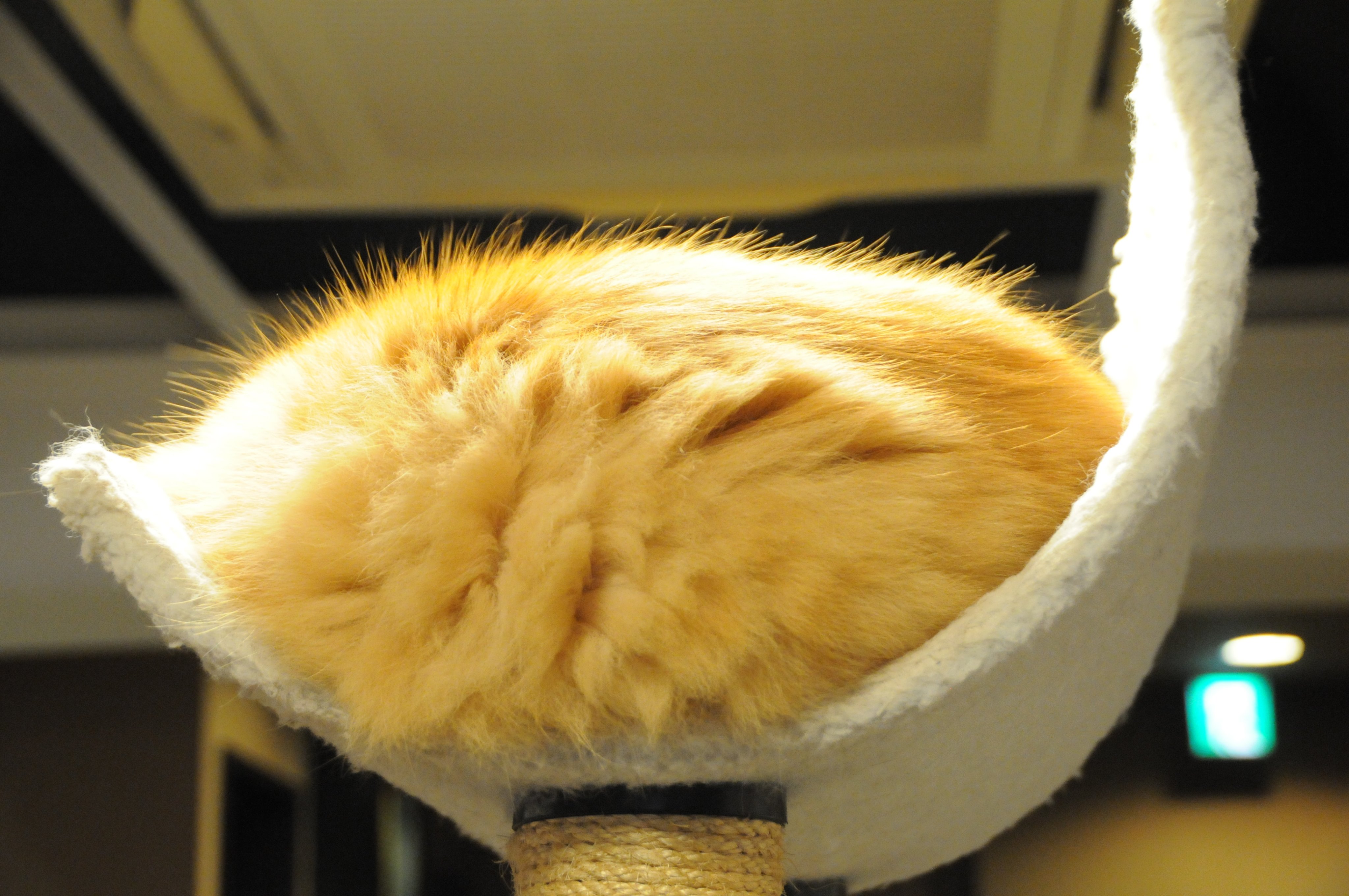 猫を吸いたい【裁断済み】歯のQ&A大全　（表紙カバー無し） 楽天市場】ペティオ プラクト ねこちゃんの歯みがきデンタルガム