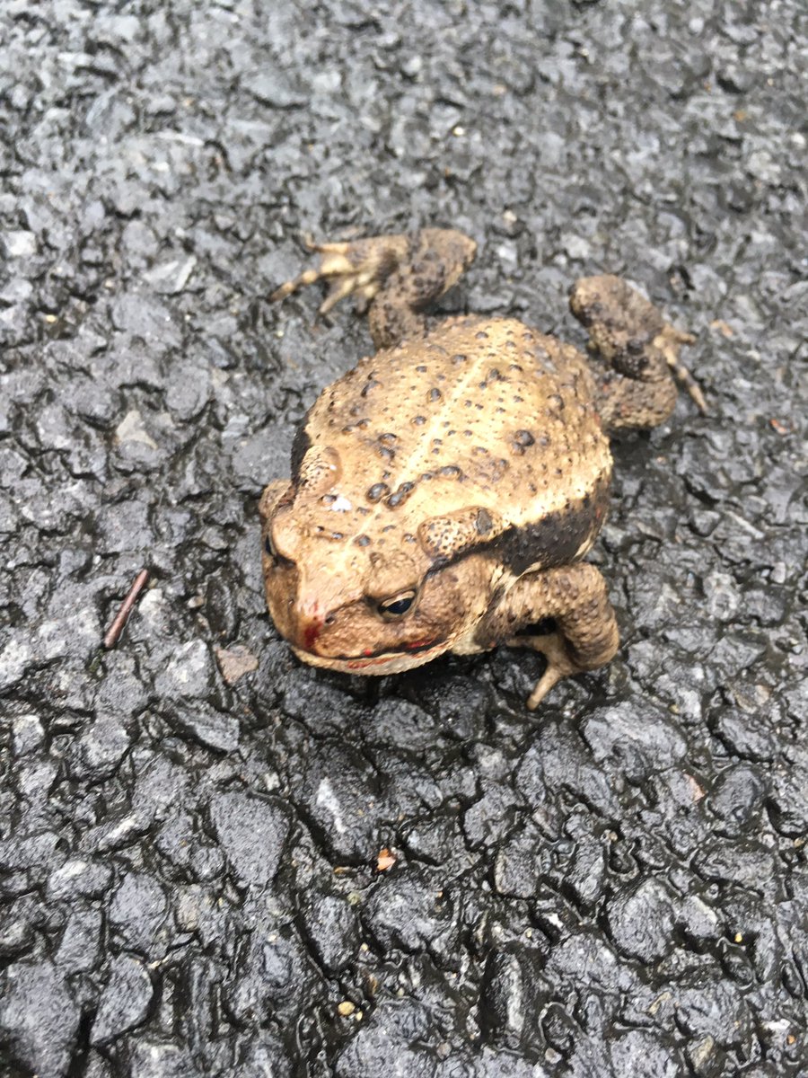 道路にカエル出てきた。
#蛙 #今から出勤