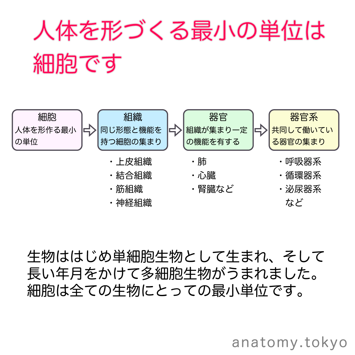 人体を形づくる最小の単位は細胞である。○× (解答) ○ 生物は創め単細胞生物として生まれ、そして長い年月をかけて多細胞生物がうまれました。細胞は 全ての生物にとっての最小単位です。 #解剖学 #人体の構成 #細胞 【一問一答】 https://t.co/frtjdgyzd5