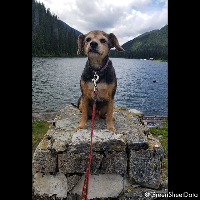 GreenSheetData's tweet photo. JACK, the Green Sheet mascot! He's been supporting our team for 12 yrs & welcomes our staff at every meeting. #ManningPark #Team #mascot #dog #projectleads #bcconstruction #constructionbc #greensheet #greensheetdata #localdata #constructiondata #projectdata #livablelife https://t.co/kg2lmolbnB