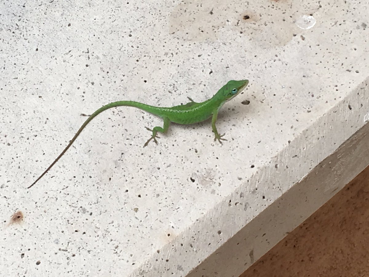 cathytatom's tweet photo. Look who I met on my walk this afternoon https://t.co/vUgxjDLaVv