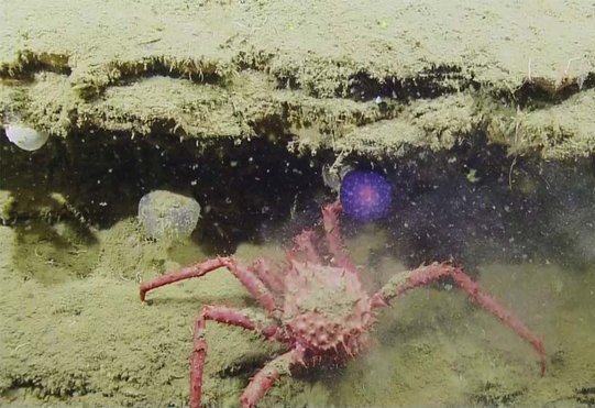 throwback to 2016 when this mysterious orb/crab friendship captured a natio...