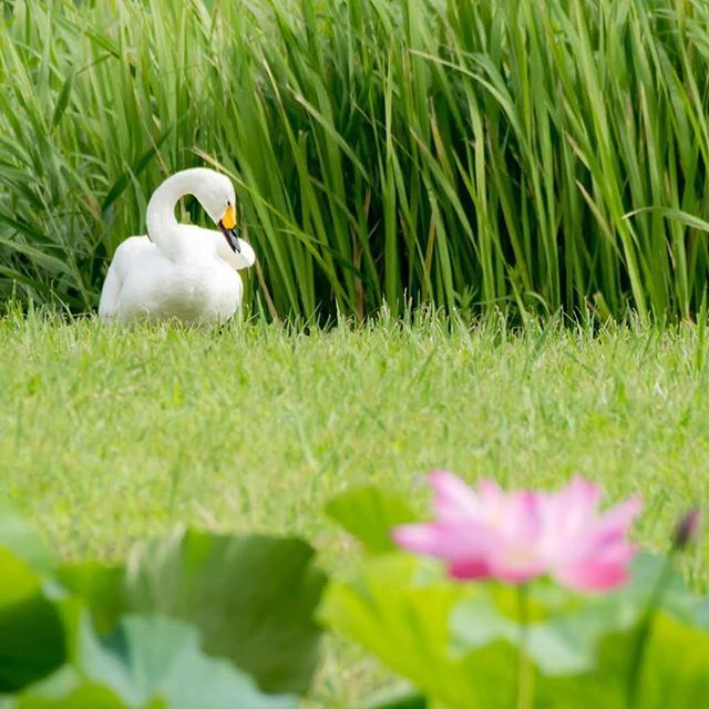 ansora408's tweet photo. 夏といえば蓮と白鳥ですよね(←違う)
#瓢湖 #瓢湖水きん公園 #ハクチョウ #オオハクチョウ #swan #swanlake #野鳥 #野鳥撮影 #wildbirds #wildbirdsphotography #wildbirdsofinstagram #japan_nature_photo #nikond500 https://t.co/Y29nu5YWlD https://t.co/oSpX2ww47l