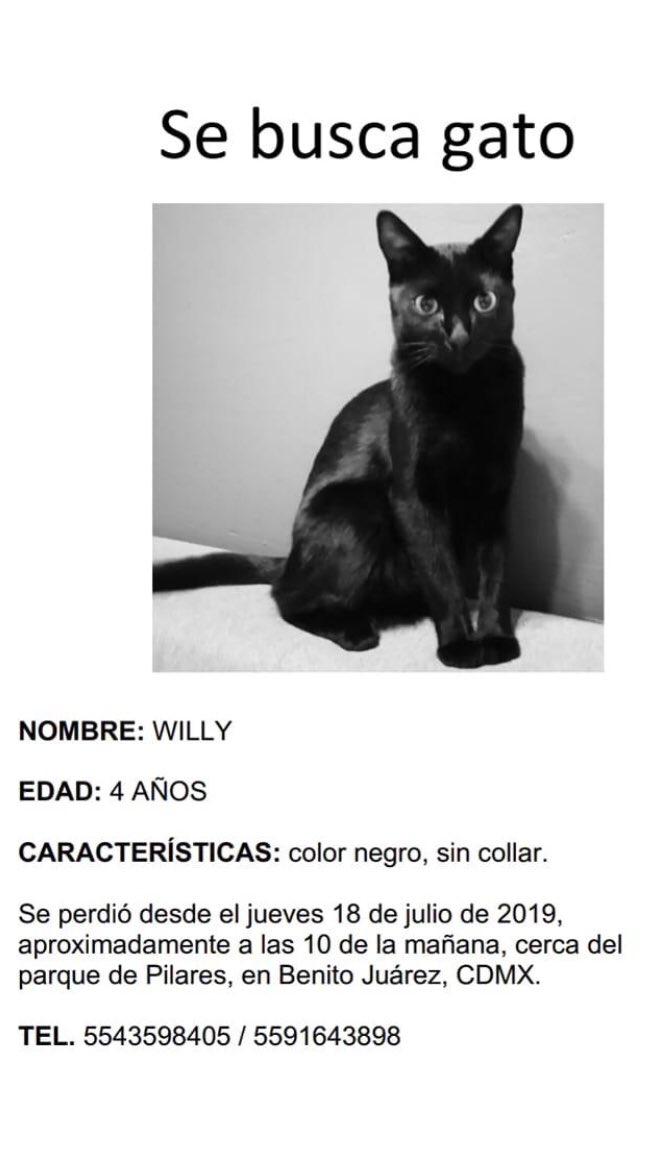 Teoría establecida flotador Arrastrarse تويتر \ Pasión Lamadrid على تويتر: "Se busca gato negro @En_laDelValle  @coldelvallecdmx 🧐 https://t.co/SJhDM2yJzn"