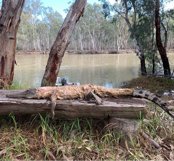 rj_baird's tweet photo. A 6ft, skinned crocodile has been dragged from the Murray River in New South Wales. Yes, you read that right. https://t.co/DNdzJEN5uU https://t.co/WUNztbjpP5