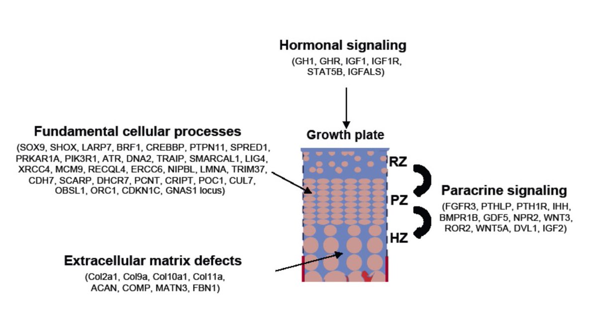 NeeraGuptaMD's tweet photo. Molecular Mechanisms of #GrowthFailure: https://t.co/BXrk6C257U #Growth #Genetics https://t.co/s8yvcMsF64